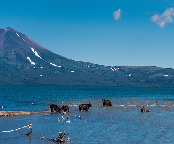 «Медведи-Вулканы-Термы-Океан (джип-тур)», 8 дней